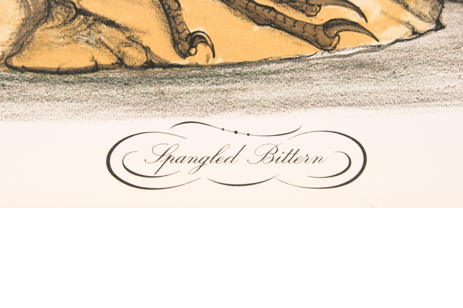 "Spangled Bittern" by Jerome Trolliet Lithograph on Paper Penn Prints 1973 26x20 Item image 4
