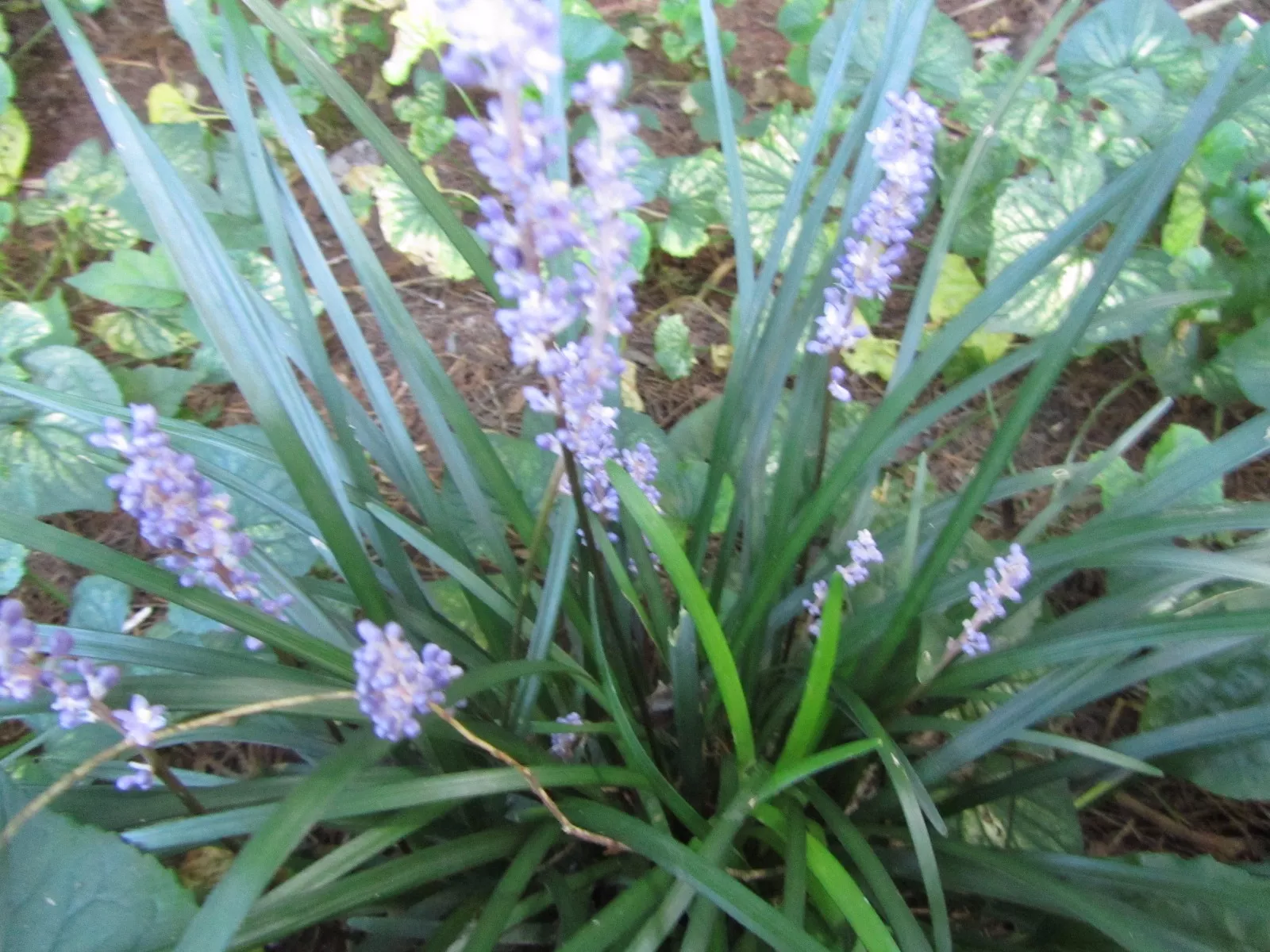 10+ plants  Royal Purple Liriope ,Monkey grass,Lilyturf, ,Evergreen grou... - $22.98