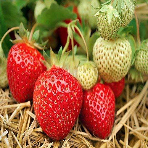 Seascape Beauty Everbearing 50 Live Strawberry Plants, NON GMO, - $54.95