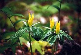 Yellow Trillium 20 bulbs (T. luteum) wildflower image 6