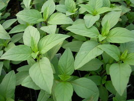250 Lime Basil Seeds, Hoary Basil, NON-GMO High Germination From US - £6.42 GBP