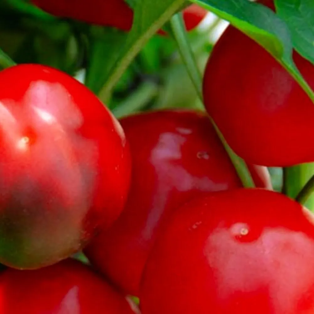 Red Cherry Sweet Pepper 25 Seeds for colorfull garden NON GMO - £5.15 GBP