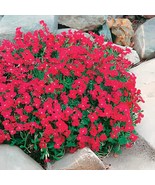 400 Seeds Rainbow Creeping Thyme Plants Blue Rock CRESS Plants - Perenni... - $15.66