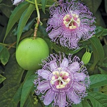 4&quot; Pot Passion Maypop Purple Flower Plant Passiflora Incarnata Best Gift Yard - £43.94 GBP