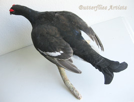 Black Grouse Blackcock Lyrurus Tetrix Taxidermy Stuffed Bird Scientific Zoology - $398.99
