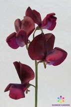 PPA 50+ Black Knight Sweet Pea Seeds For Garden Planting - USA  - £5.81 GBP