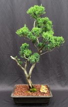 Hollywood Juniper Bonsai Tree (Juniperus Chinensis &#39;Torulosa&#39;) - £702.82 GBP