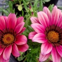 30 Gazania Kiss Rose Drought Tolerant Re-Seeding Annual Flower Seeds Garden - £12.03 GBP