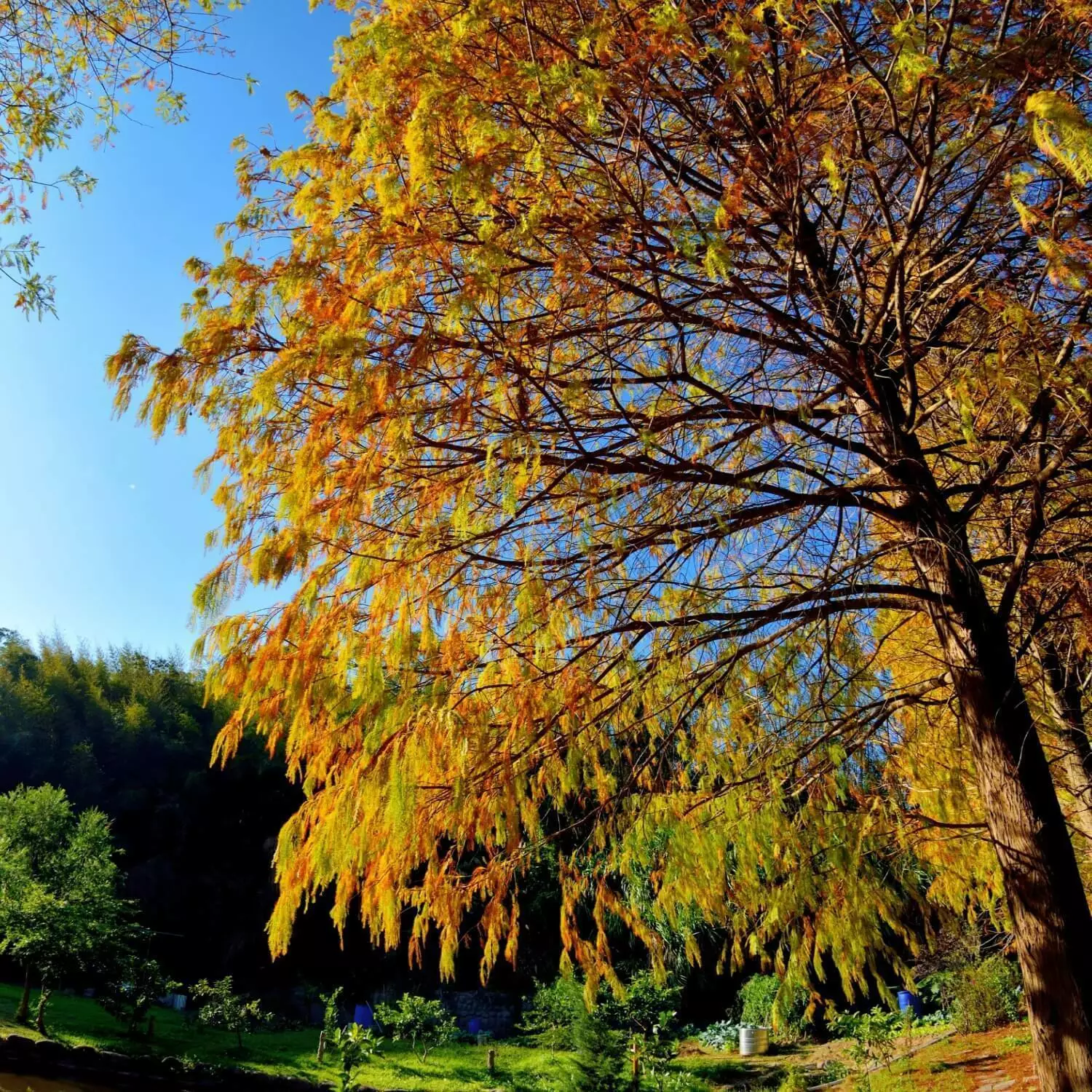 Bald Cypress Tree 2-3 Foot Tall 24-36&quot; Tall Seedlingted - £59.86 GBP