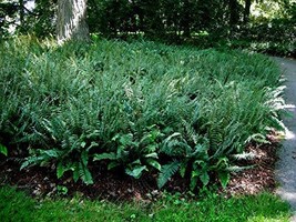 Christmas Fern 5 rhizomes (Polystichum acrostichoides) - $25.90