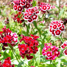1,500 Sweet William Seeds Mix Flower Seeds - Gardening - Outdoor Living  - $49.99