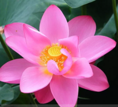Heirloom Red &#39;Peach Flower&#39; Nelumbo Nucifera Lotus Seeds - £6.89 GBP