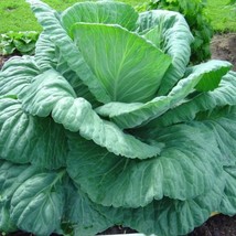 Giant Cabbage Seeds Organic Cabbage Seeds Vegetable Seeds Giant Cabbage Fast Shi - $9.39