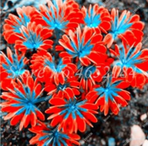 200  pcs/Lot Oxalis Versicolor Flowers Bonsais So Beautiful World&#39;s Rarest Flowe - £5.79 GBP