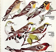 Warbler Varieties And Types 1966 Color Bird Art Print Nature #7 ADBN1o - $19.99