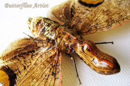Fulgora Laternaria Peanut Headed Real Lanternfly Framed Entomology Shado... - $78.99