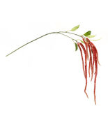 Amaranthus Floral Stem (Set of 4) - 563333 - $911.04 MXN
