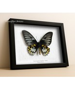 Real Rippon’s Birdwing Butterfly Troides Hypolitus Female XL Framed Shad... - $165.00