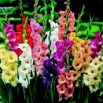 Gladiolus, Bulb (5 Pack) Mixed Pastel, Mixed Pastel Perennial Gladiolus Bulbs - £5.44 GBP