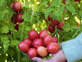 50 Seeds German Lunchbox Tomato Juicy Tomatoe Vegetable Garden Edible Food - £3.02 GBP