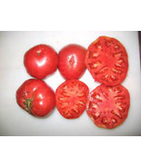 SGH 50 Seeds Neves Azorean Red Tomato Tomatoe Vegetable Garden Edible Ca... - $5.49