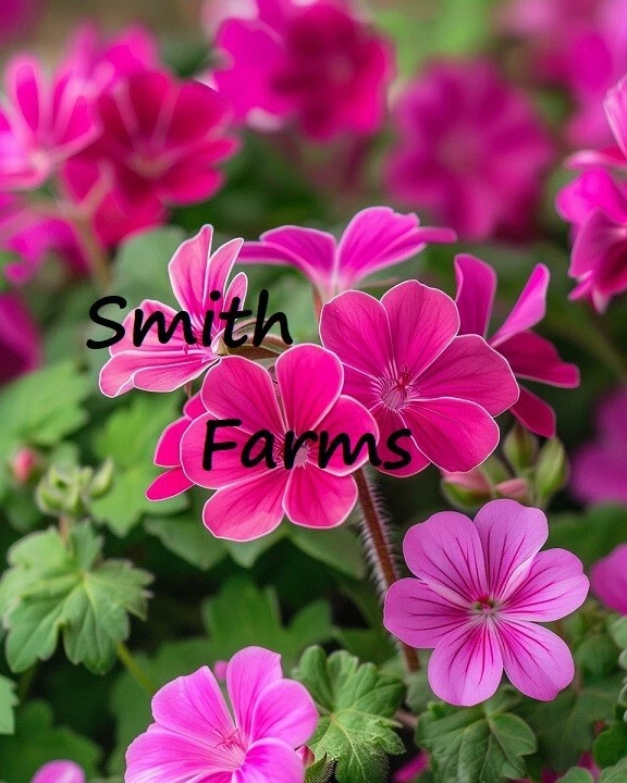 25+ Seeds Pink Geranium Flowers (Pelargonium) - $6.94