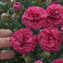 2.5&quot; pot sun dianthus Raspberry Ruffles Pinks fragrant - 1 Live Potted Plant - £39.07 GBP