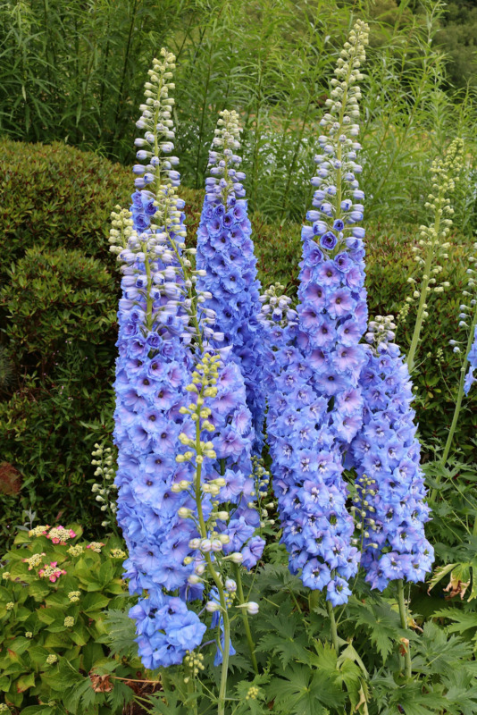 350 Blue With Pink Rocket Larkspur Delphinium Consolida Ajacis Seeds From US  - £6.44 GBP