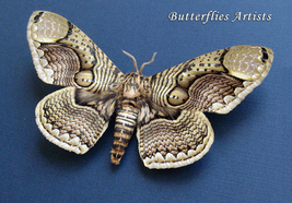 Real Owl Moth Brahmaea Hearseyi Framed Entomology Museum Quality Shadowbox - $94.99