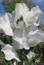 50 Lucy Hawthorne Sweet Pea Seeds Free Shipping - $15.48