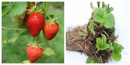 5 Strawberry Plants Sparkle June Bearing Strawberry Plants - $29.99