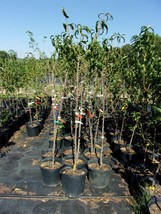 SNOW QUEEN NECTARINE 4-6Ft Tree Fruit Trees Plants Plant Sweet Juicy Nec... - £76.60 GBP