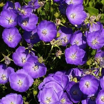 Seeds 500 Tussock Bellflower Campanula Carpatica Flower Perennial - £7.81 GBP