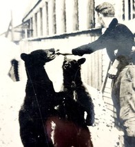 RPPC Black Bears Mt Rainer National Park Washington 1920s Ellis Animals PCBG6F - £23.51 GBP