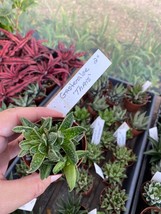 Succulent Gasteraloe Thais 2&quot; Pot Live Plant - £4.75 GBP