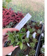 Succulent Gasteraloe Thais 2&quot; Pot Live Plant - £4.67 GBP