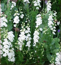 USA White King Larkspur Delphinium Consolida Knight'S Spur Flower 150 Seeds - $10.99