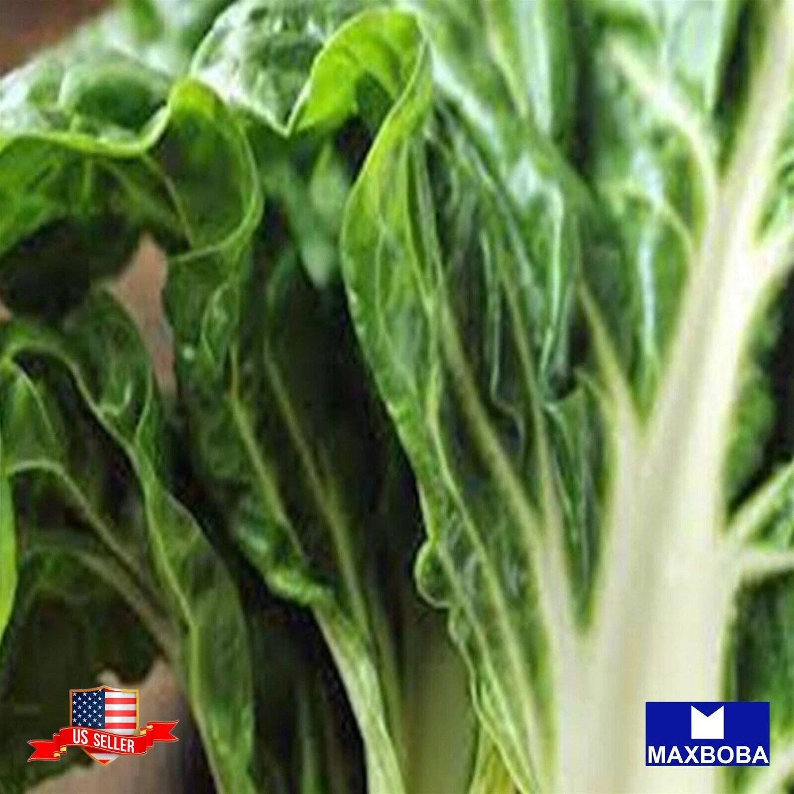 80 Swiss Chard Seeds  Large White Ribbed Non-GMO  Heirloom VegetableBOGO... - $4.63