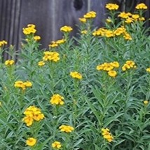 50+ Tarragon Seeds (Tagetes Lucida) Mexican Mint Spice &amp; Flower - $4.89