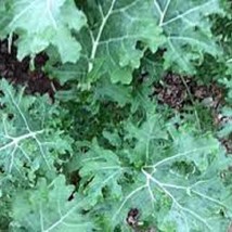 White Russian Kale - Organic, Heirloom Seeds - Great In Salads, Soups, A... - $8.98