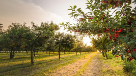 10 Cowiche Cherry Seeds Planting USA Gardening - $7.96