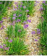 50 Seeds Society Garlics | Ornamental Edible Perennial Flowering (T. Vio... - $13.15