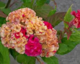 50 Variegated Cockscomb Celosia Seeds. USA Seeds. Organic. Ships free - ... - £3.01 GBP