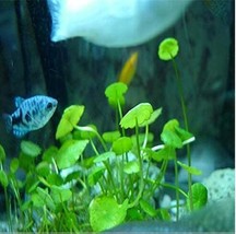 Fresh New 500Pcs Aquarium Plants Grass Water Aquatic Plant Plant Grass Flores Ho - $17.12