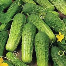 Boston Pickling Cucumber - Organic, Heirloom Seed - Most Popular Picklin... - $8.98