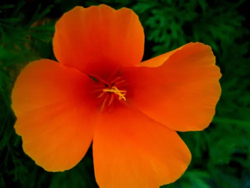 Eschscholzia Californica California Poppy &amp; Sunlight Cup Of Gold 100 Seeds Fresh - £20.42 GBP