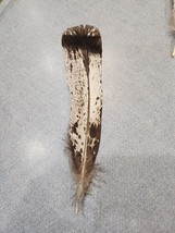 AS22 Real Hybrid Turkey Tail Feather Used As Faux Eagle - £18.56 GBP