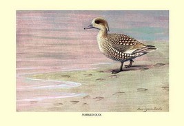 Marbled Duck by Louis Agassil Fuertes - Art Print - £17.57 GBP+