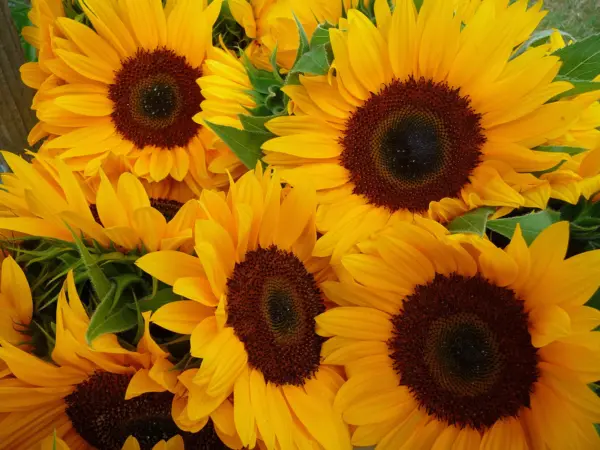 Top Seller 50 Hopi Common Sunflower Helianthus Annuus Flower Seeds - $14.60