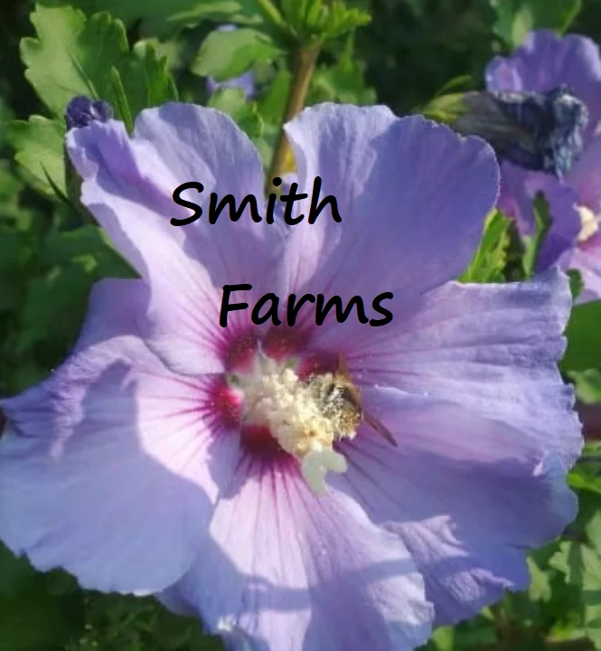 25+ Seeds Lavender Purple Hibiscus - $11.39